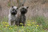 CAIRN TERRIER 625